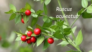 Galzeran Ruscus aculeatus [upl. by Aisor]