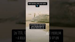 The exploding whale explodingwhale history weirdhistory epicfail fails minidocumentary tiktok [upl. by Jago261]