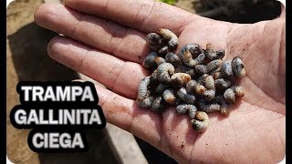 Trampa Casera Para Combatir Gallinita Ciega En El Huerto  La Huertina De Toni [upl. by Candida]