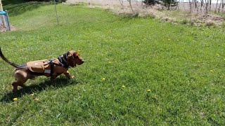 Dandelion Meadow Sniffs [upl. by Hugibert]