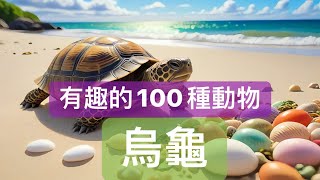 【貓喵說故事】：有趣的100種動物5烏龜｜兒童睡前故事｜親子故事｜童話故事｜心靈雞湯｜有趣的動物 [upl. by Ashti]