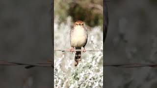 Levaillants Cisticola OverbergshortsbirdsBirdssinging [upl. by Iene]