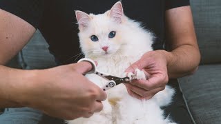 How to Trim a Cats Nails by Yourself 3 Step Tutorial  The Cat Butler [upl. by Allemrac208]