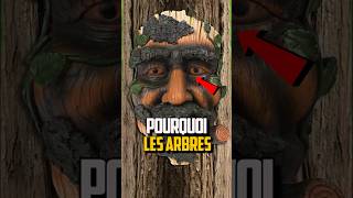 POURQUOI LES ARBRES PERDENT LEURS FEUILLES [upl. by Yerocal]