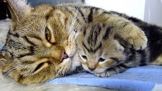 Mama Cat Playing With Cute Kittens Compilation 2018 [upl. by Dash]