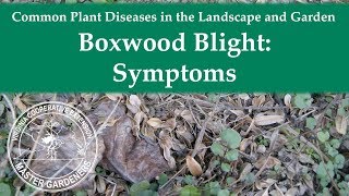 Boxwood Blight Symptoms [upl. by Sirdi]