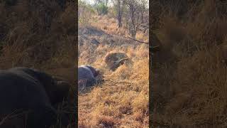 Hyenas Distracted By Eating a Hippo Get Ambushed By Lion [upl. by Yauq]