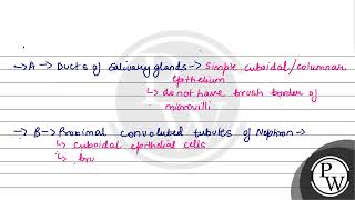 Cuboidal epithelium with brush border of microvilli is found in [upl. by Timmie]
