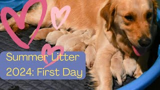 First Day with Summer Litter 2024 [upl. by Epotimet]