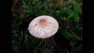 Macrolepiota mastoidea [upl. by Caiaphas954]