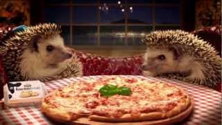 Lactofree TV Commercial  Hedgehogs trained by AZ Animals [upl. by Feil]