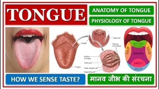 TONGUE ANATOMY AND PHYSIOLOGY STRUCTURE FUNCTION HOW WE SENSE TASTE मानव जीभ की संरचना कैसी हे [upl. by Esirehc989]