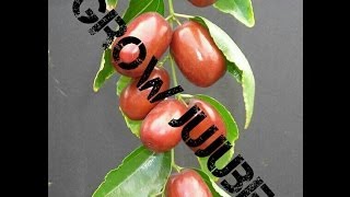 Howto Sprout Jujube Seeds Fast quot4 daysquot [upl. by Airednaxela]