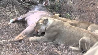 Lions chase and kill male kudu Graphic video very intense Part 2 [upl. by Lattonia794]