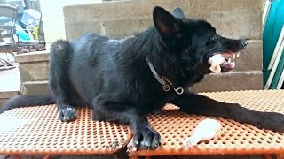 Blue Bay Shepherd Pup Eating Raw Chicken Mukbang [upl. by Aes646]