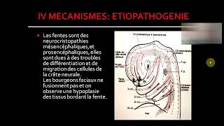 les fentes labio palatines [upl. by Dranoc]