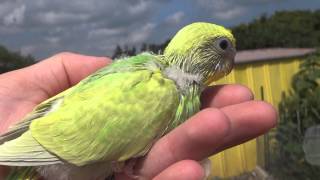 Light Green Greywing Opaline BudgieParakeet [upl. by Voleta]