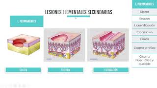 Lesiones Elementales y Vasculares [upl. by Akili]