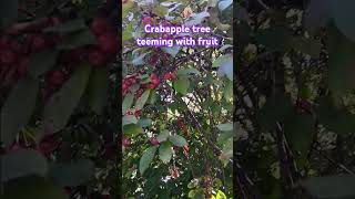 crabapple tree teeming with fruit crab apple plant nature garden [upl. by Quintie]