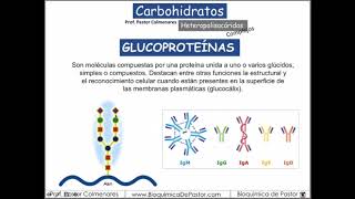 Proteoglucanos glucoproteínas y peptidoglucano  Carbohidratos Parte XV [upl. by Art894]