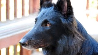 Belgian Shepherd Dog Groenendael [upl. by Aneehc390]