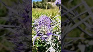 Eryngium amethystinum ή Ερύγγιο το αμεθύστινον σταυραγκάθι [upl. by Rowland]