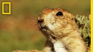 Prairie Dog Emergency Alert System  Americas National Parks [upl. by Gadmann]