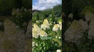 POLAR BEAR hydrangea гортензія шортс flower gardenhortensia paniculata гортензия shortsсад [upl. by Benjy]