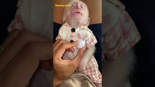 Bobo so cute babymonky babyanimal monkeybabby babymonkey cute monkeys animals monkey [upl. by Tterrab]