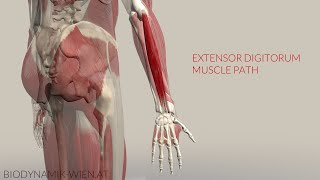 Extensor Digitorum Longus Musclepath Origin Insertion 3D Animation [upl. by Luapleahcim]