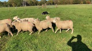 Sheepdog Training  Training to Whistles Early Stages [upl. by Asyal278]