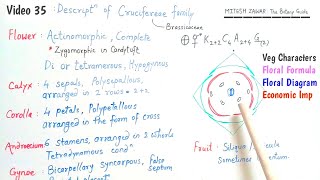 Cruciferae Family  Brassicaceae Family  Floral Formula and Floral Diagram of Cruciferae Family [upl. by Acissj]