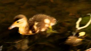 Cute Duckling of the Mandarin Duck [upl. by Repinuj]