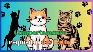 comportamentos esquisitos dos gatos [upl. by Abisha170]