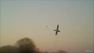 Waterworld duck shooting hunting on Lough Neagh during big floods Wildfowling [upl. by Harihs]