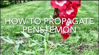 How To Propagate Penstemon How To Take Penstemon Cuttings Plant Propagation [upl. by Zullo]