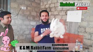 ANGORA RABBIT FARMING Rabbit farming in Pakistan  Imported English Angora Loop rabbit [upl. by Ttezil]