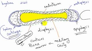 general anatomy 6  types of bone 2 development of bone by dr Sameh Ghazy [upl. by Karola]