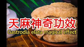 天麻的功效與作用吃法，The efficacy and effects of Gastrodia elata [upl. by Lanza]