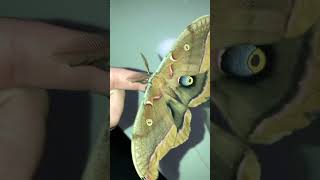 Polyphemus Moth 🦋🌙 Antheraea polyphemus polyphemusmoth moths [upl. by Fabrienne]