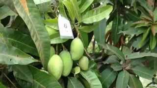 Thionic 76 WG Trial on Mango in Subang West Java [upl. by Akiram]