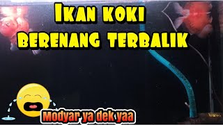 ini Dia penyebab ikan koki berenang terbalik 🤯🤯🔥 [upl. by Rratsal654]