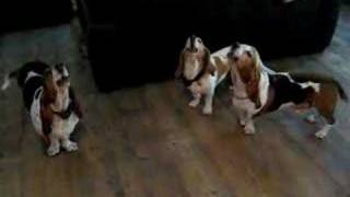 Basset hound concerto [upl. by Inger]