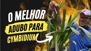 Qual o MELHOR ADUBO para CYMBIDIUM  Dicas de como usar [upl. by Airreis]