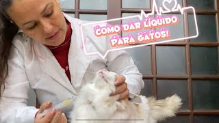 Como dar remédiomedicamento líquido para gatos  nível fácil e médio 💉 💦  😸 [upl. by Samohtnhoj]