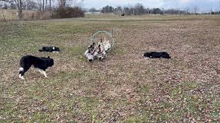 Trio of border collies work together to herd ducks through ring [upl. by Rehttam819]