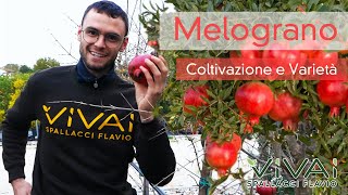 MELOGRANO coltivazione e varietà [upl. by Lebatsirc]