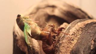 Cicada Metamorphosis Timelapse [upl. by Aleinad]