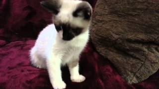 Introducing Teddy and Javier snowshoe Siamese kittens [upl. by Nonrev]