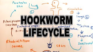 Hookworm infection  Lifecycle of hookworm  easy explaination [upl. by Janaya]